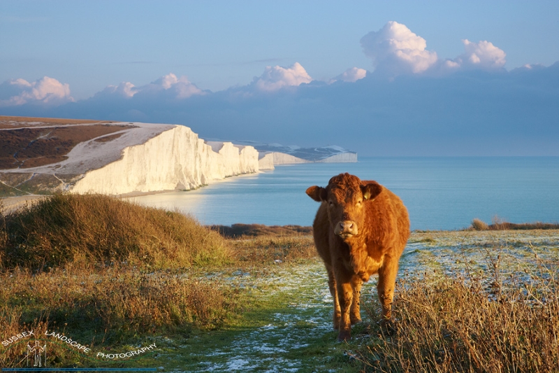 slides/The on looker.jpg seven sisters,country park,coastal,landscape,sunset,cows,cliff, chalk,coast guard cottages The on looker